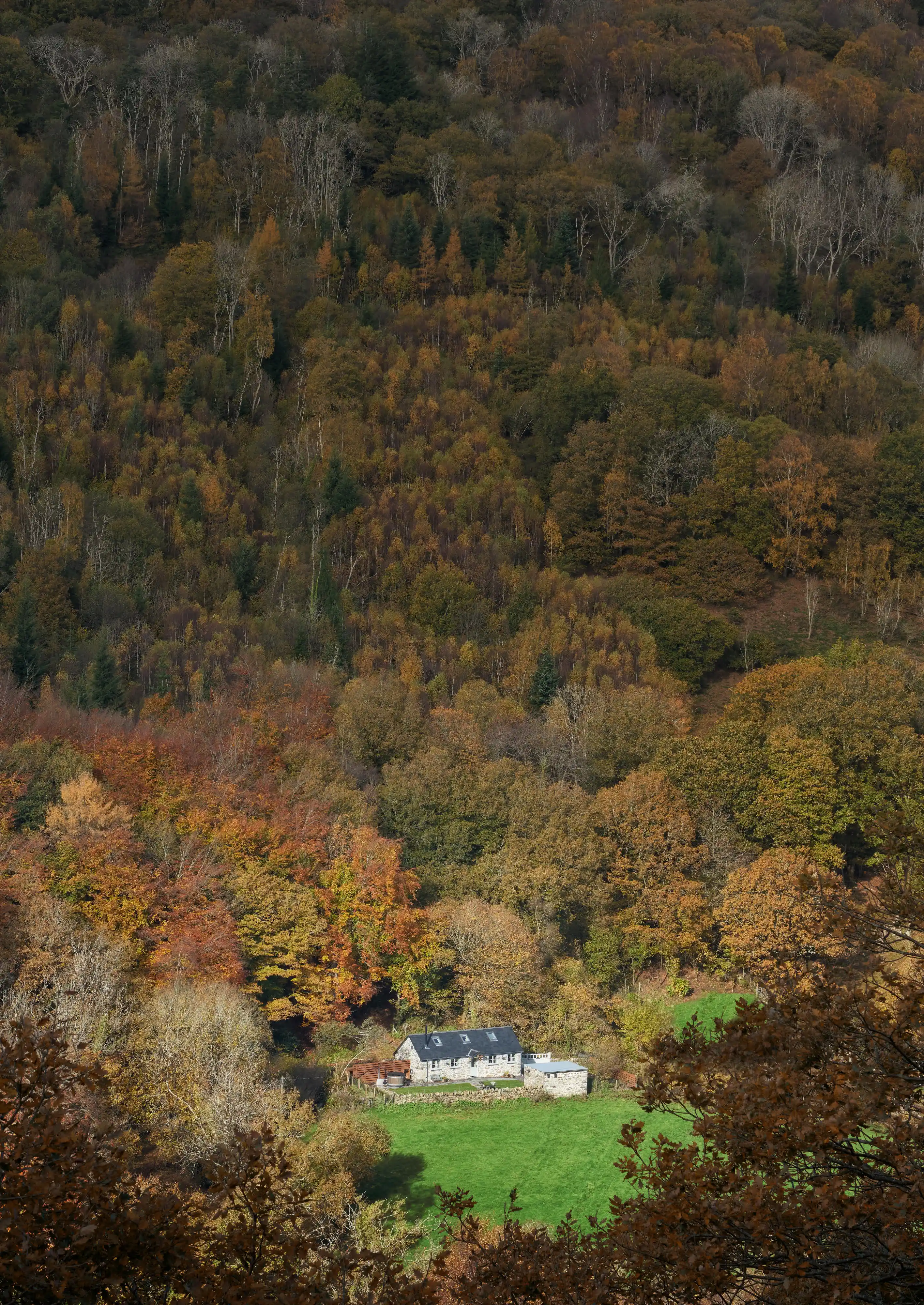 Coed Llydan in autumn (portrait view)