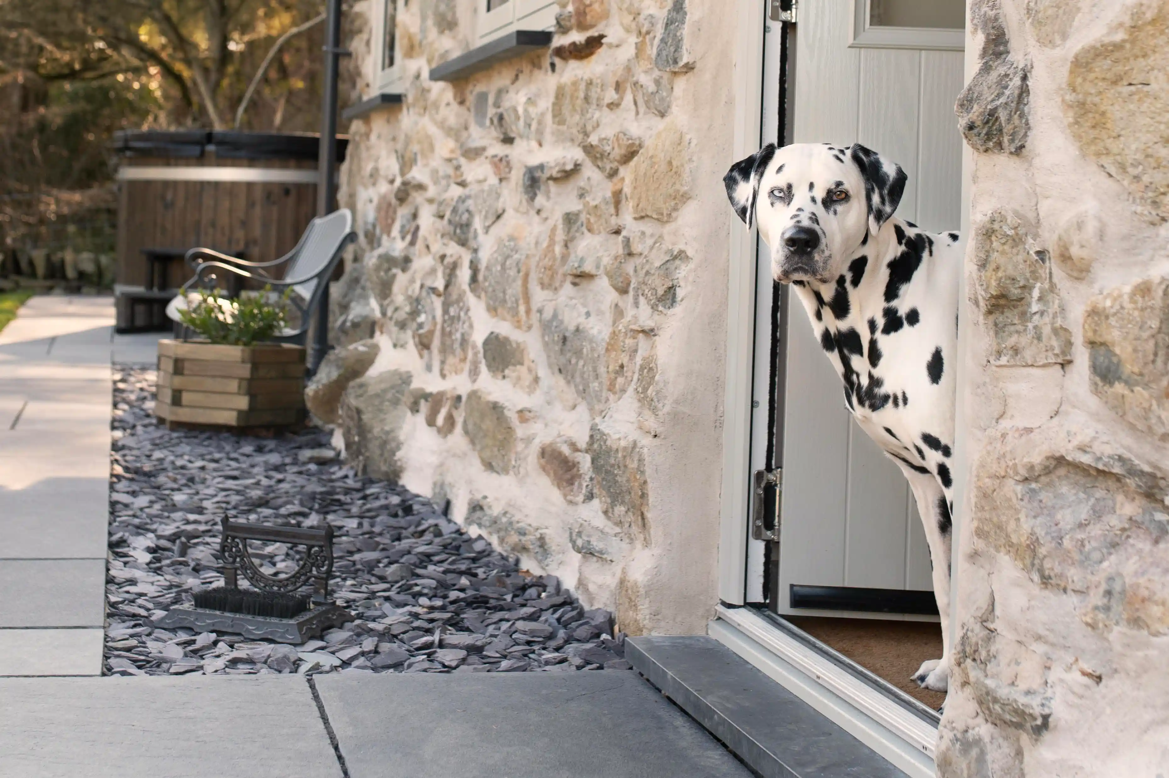 A dalmation looking out of the front door of Coed Llydan