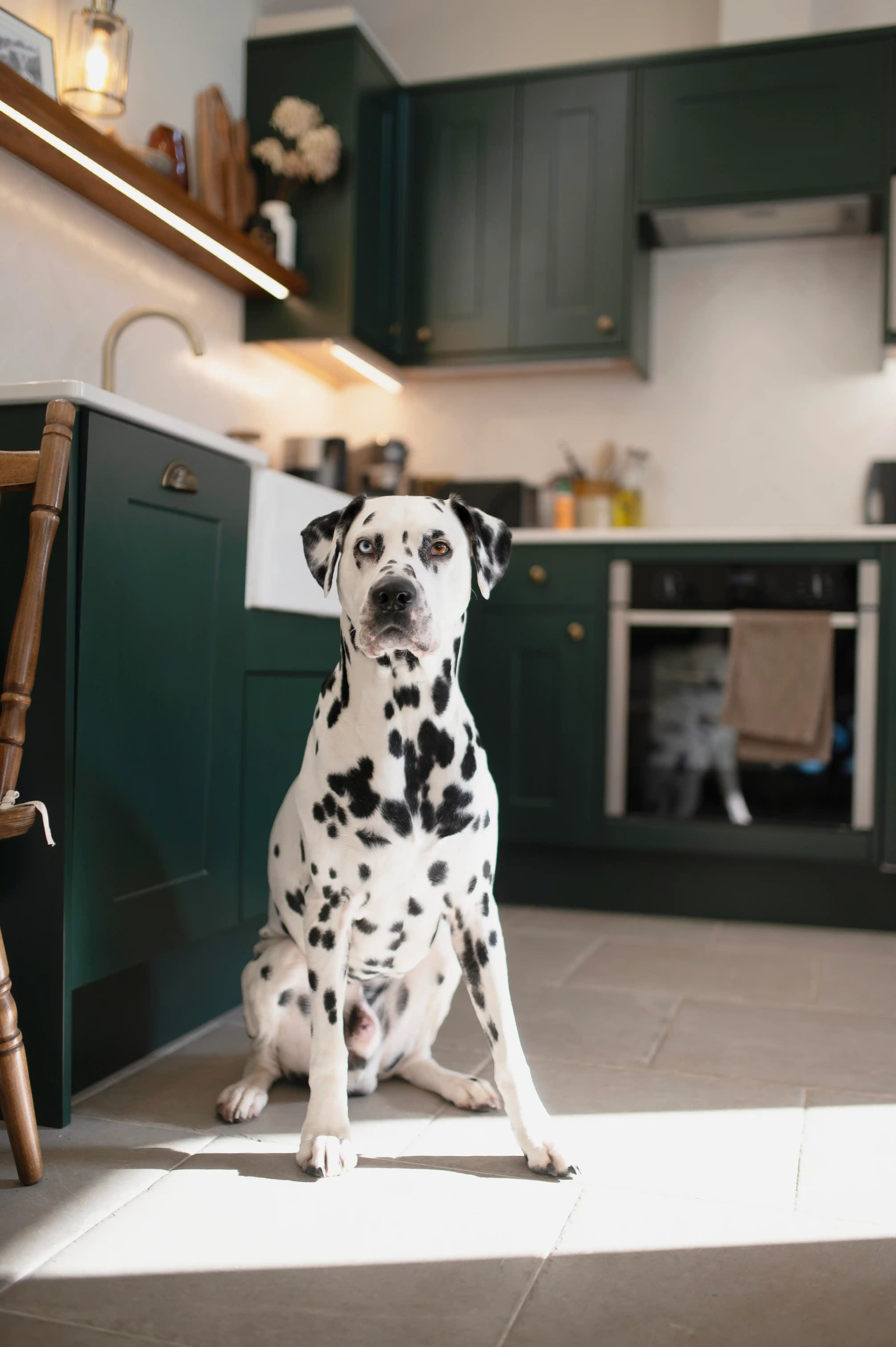 Loki the Dalmatian in the kitchen at Coed Llydan