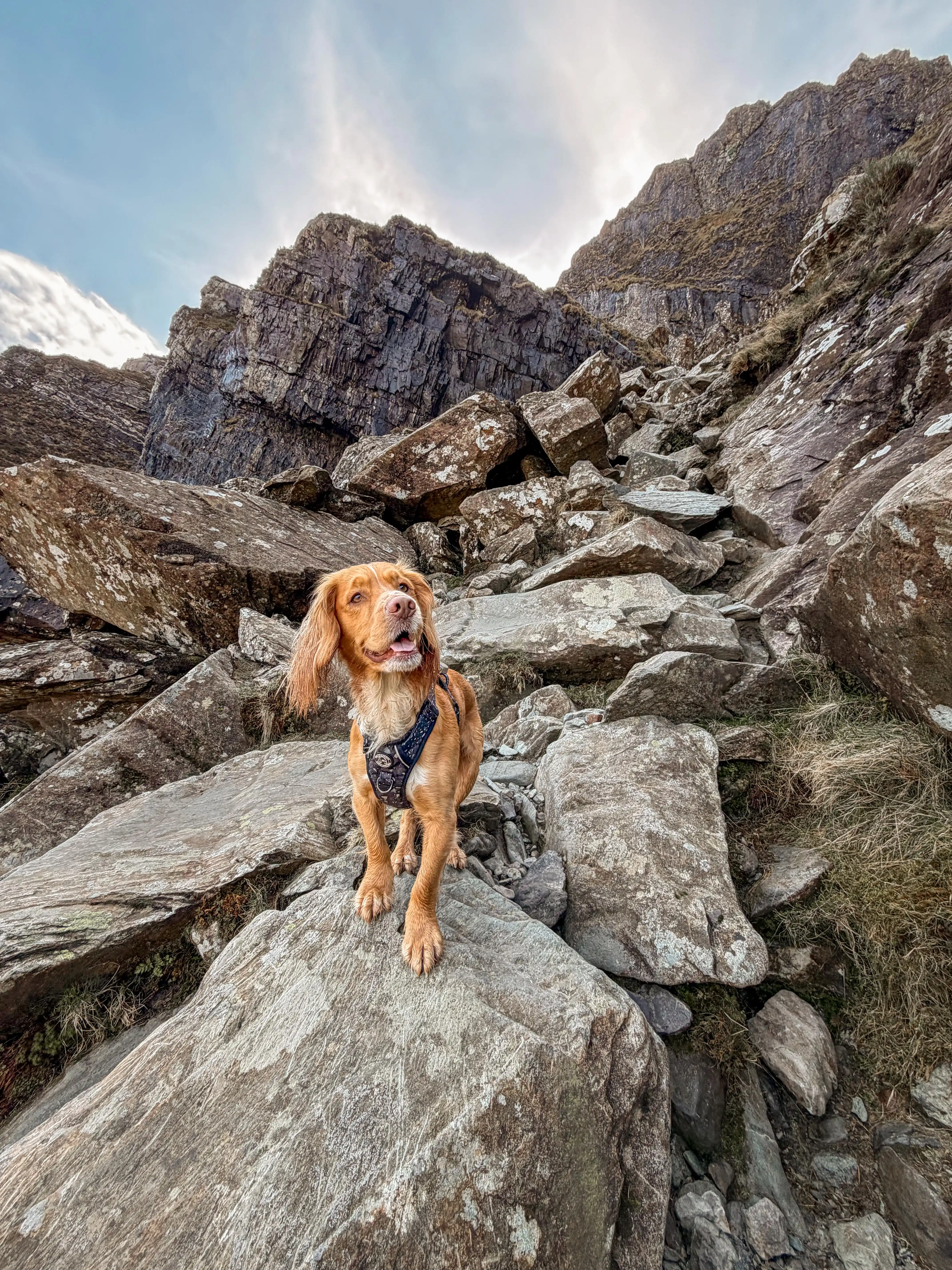 Marley at Coed Llydan