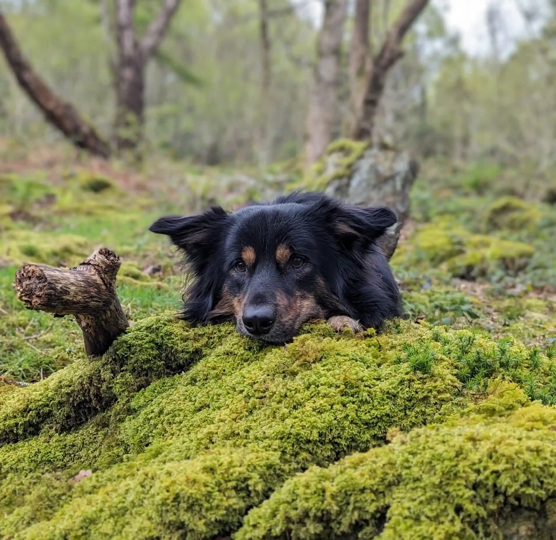 Collie enjoying the woodland near Coed Llydan