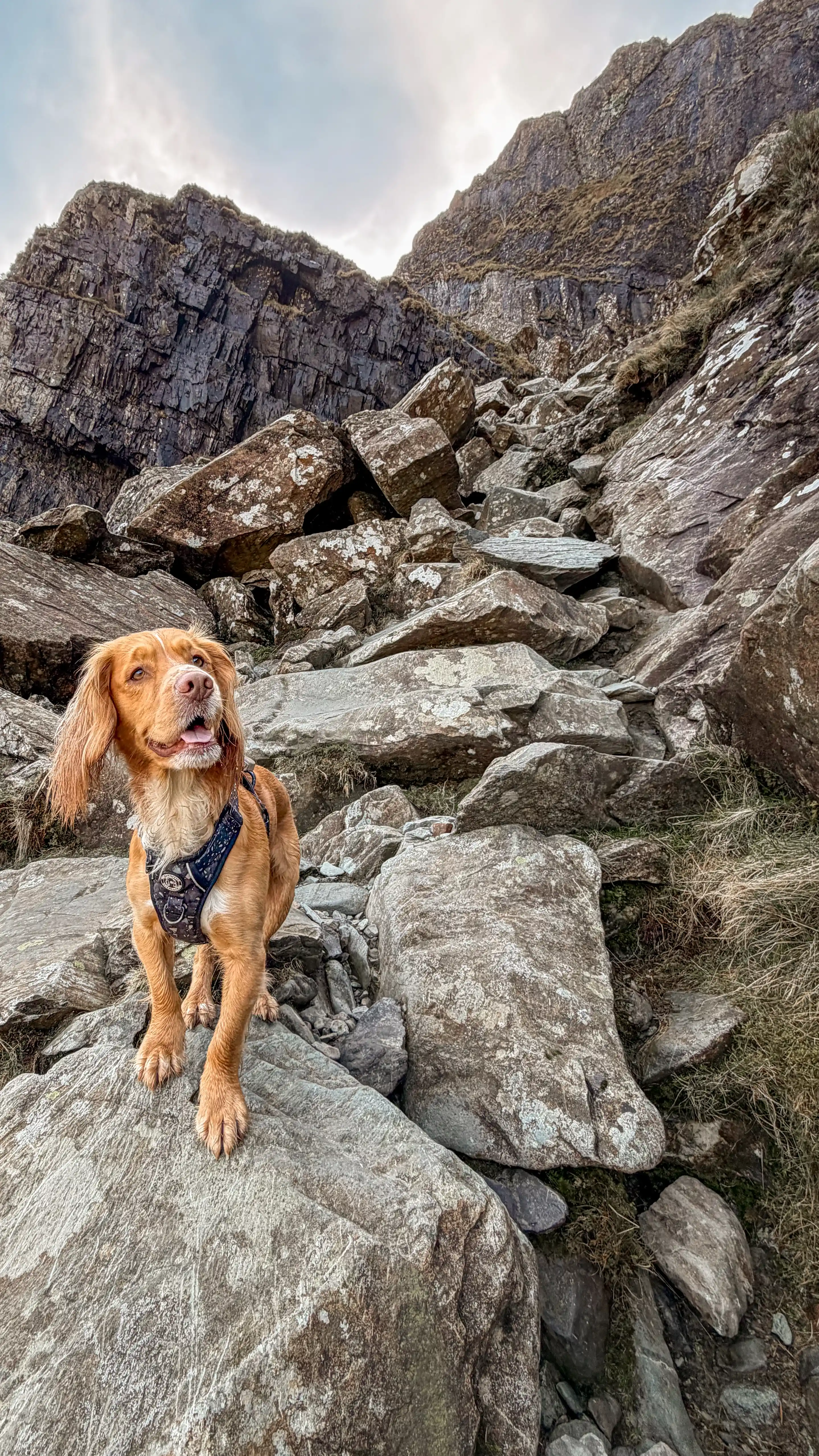 Dog exploring the Eryri national park